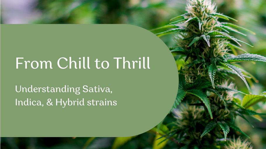 From Chill to Thrill: Sativa, Indica & Hybrid