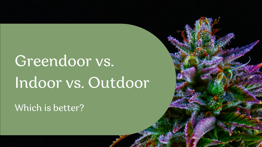 Greendoor vs Indoor vs Outdoor: Which Is better?