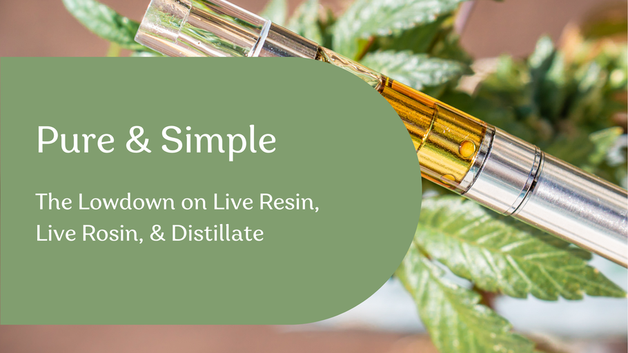 Pure & Simple: Live Resin, Live Rosin & Distillate