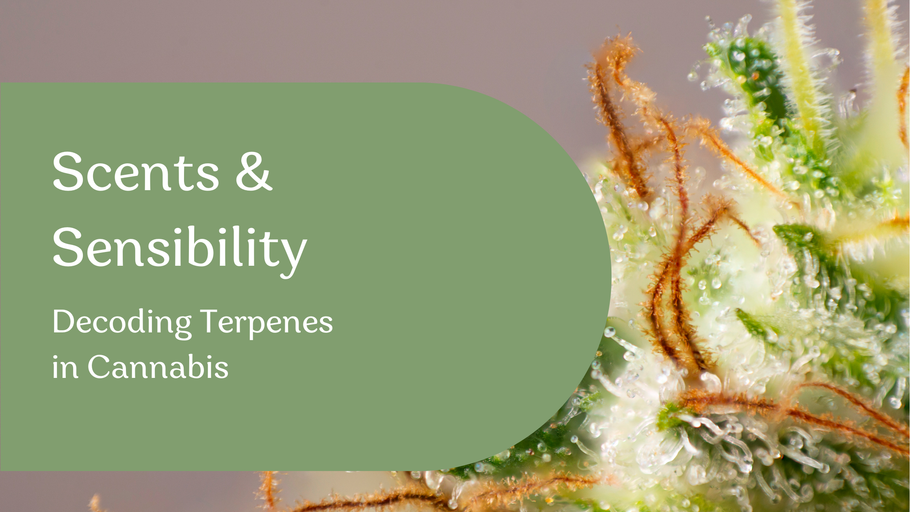 Scents & Sensibility: Decoding Terpenes in Cannabis