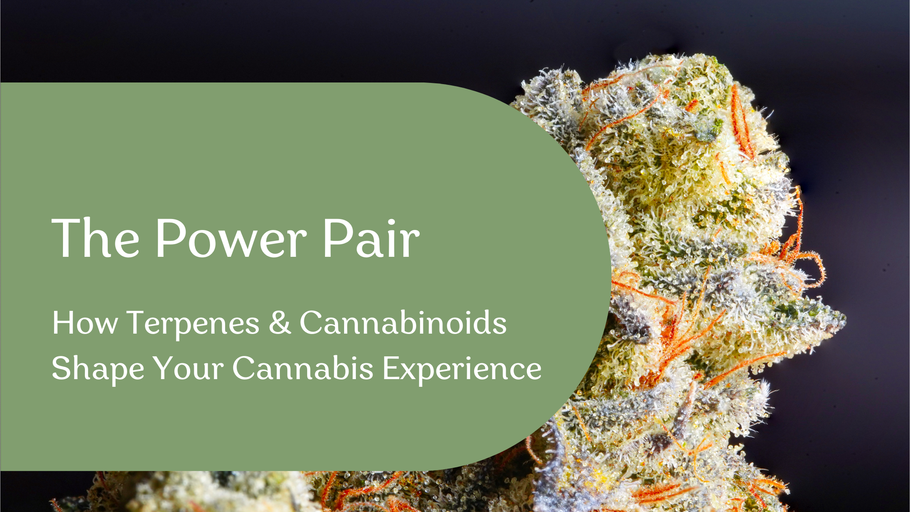 The Power Pair: Terpenes & Cannabinoids